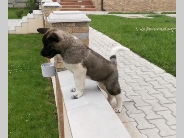 američka akita štenci besplatni mali oglasi