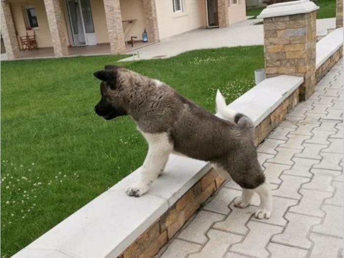 američka akita štenci besplatni mali oglasi