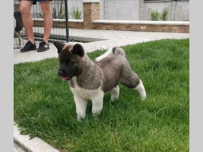 američka akita štenci besplatni mali oglasi