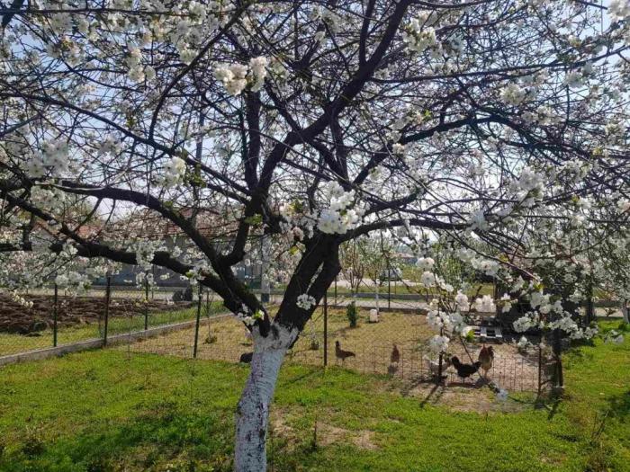 danilvgrad, novo selo, kuća i plac besplatni mali oglasi