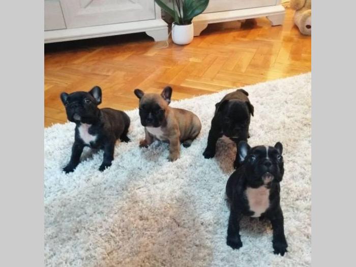 francuski buldog štenci na prodaju besplatni mali oglasi