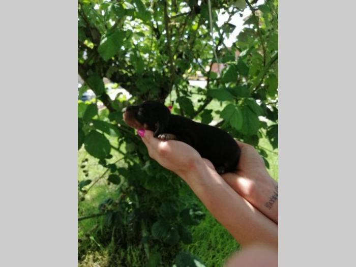 jazavičar štenci prodaja besplatni mali oglasi