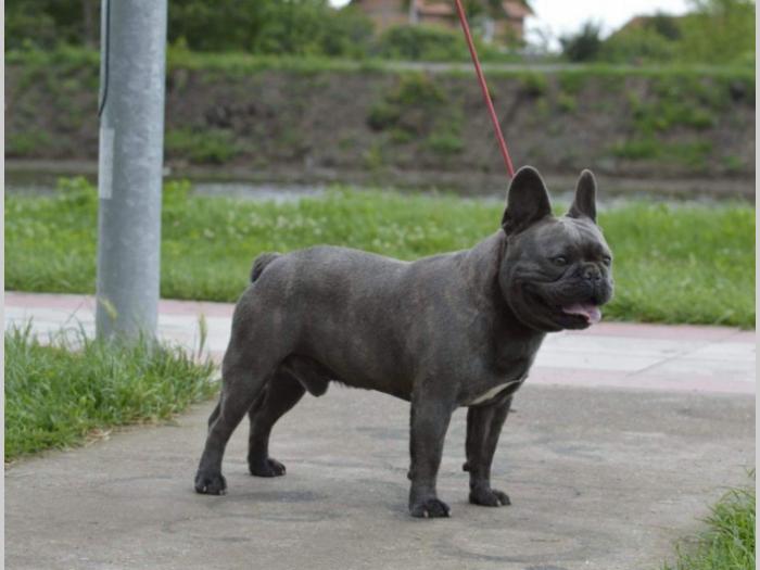 plavi mužjak francuskog buldoga otvoren za parenje besplatni mali oglasi