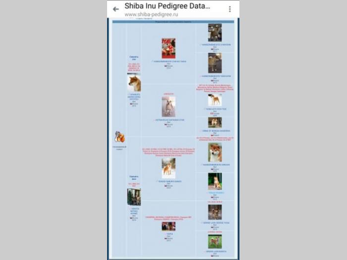 šiba inu štenci besplatni mali oglasi