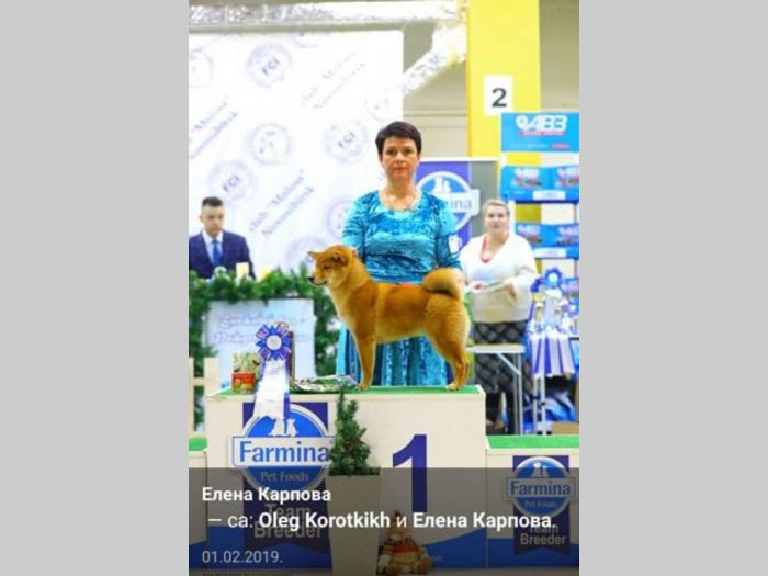 šiba inu štenci besplatni mali oglasi