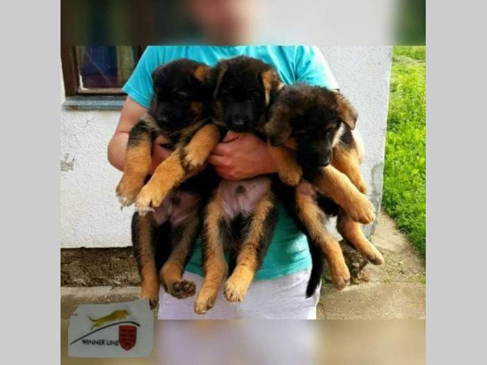 nemački ovčar štenci besplatni mali oglasi