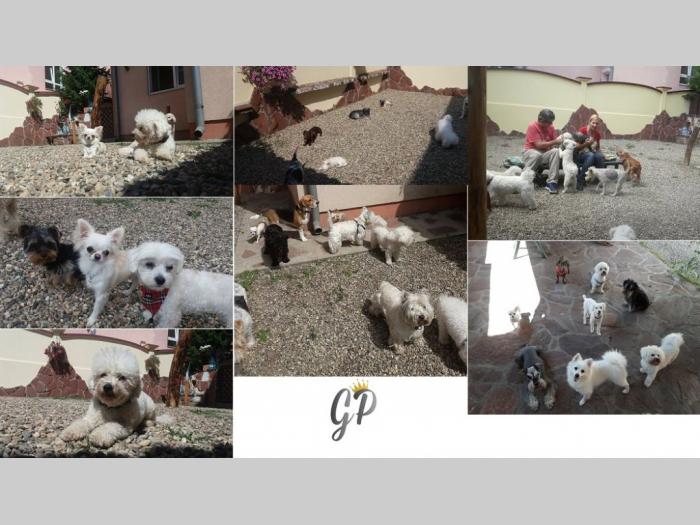 hotel za pse voždovac besplatni mali oglasi