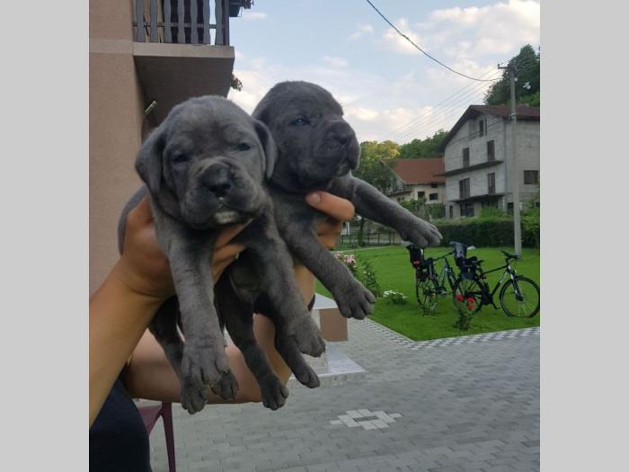 francuski buldog besplatni mali oglasi
