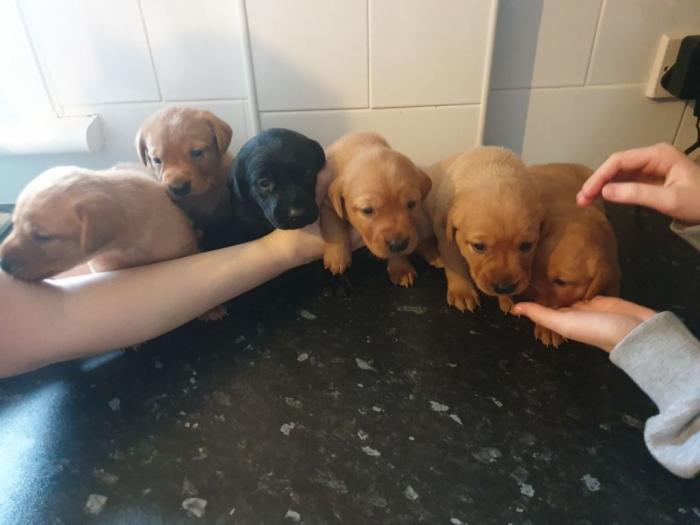štenad labrador retriver za vas  besplatni mali oglasi