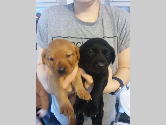 štenad labrador retriver za vas  besplatni mali oglasi