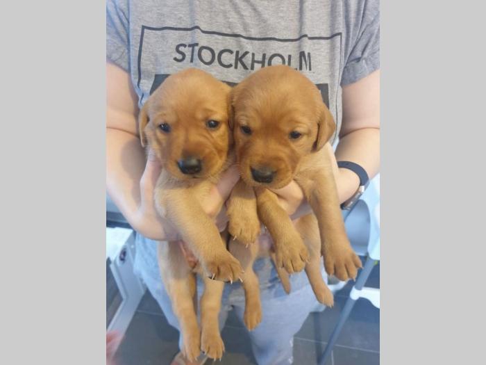 štenad labrador retriver za vas  besplatni mali oglasi