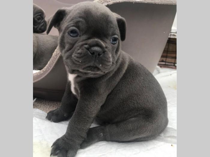 francuski buldog štenad besplatni mali oglasi