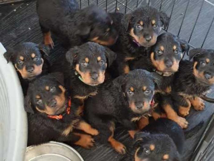 rottweiler štenad besplatni mali oglasi
