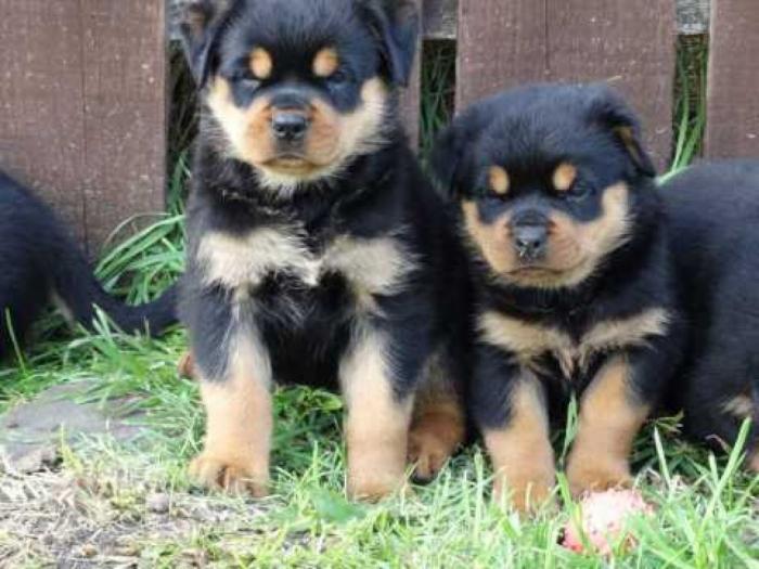 rottweiler štenad besplatni mali oglasi