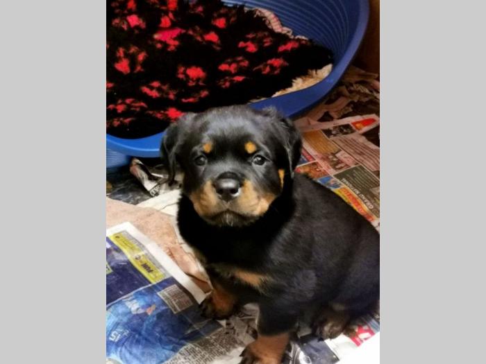 rottweiler štenad besplatni mali oglasi