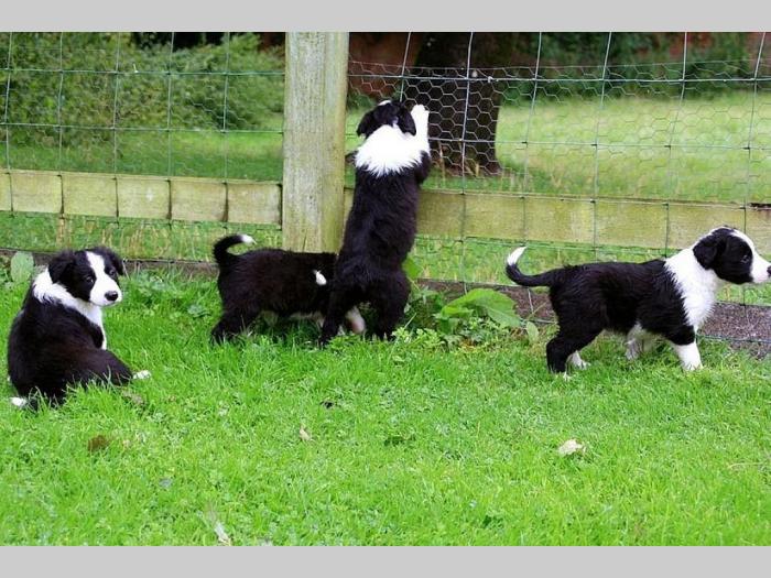 bordo collie štenci besplatni mali oglasi