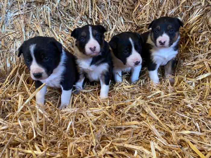 bordo collie štenci besplatni mali oglasi