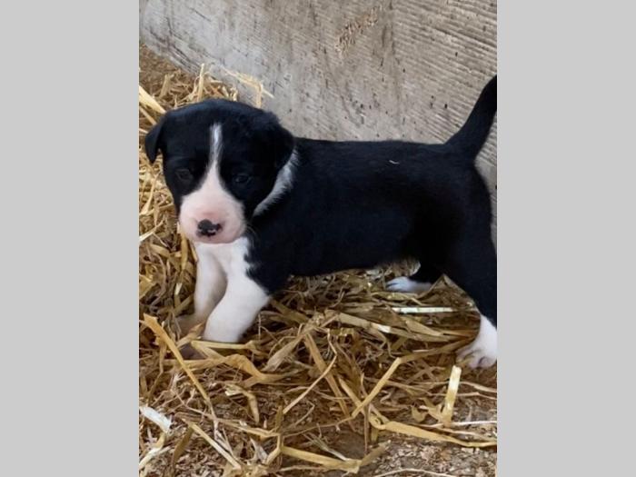 bordo collie štenci besplatni mali oglasi
