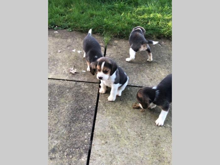dostupni beagle štenci besplatni mali oglasi