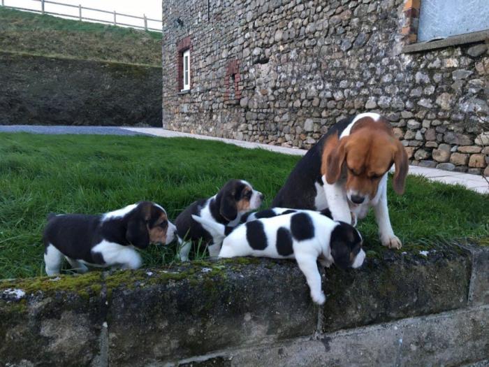 dostupni beagle štenci besplatni mali oglasi