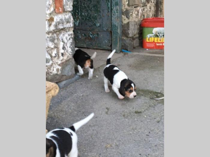 dostupni beagle štenci besplatni mali oglasi