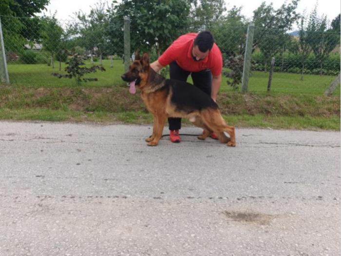 nemački ovčar štene besplatni mali oglasi
