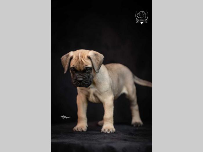 odgajivačnica bullmastiff a home of guardians  besplatni mali oglasi
