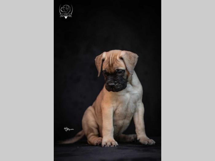 odgajivačnica bullmastiff a home of guardians  besplatni mali oglasi