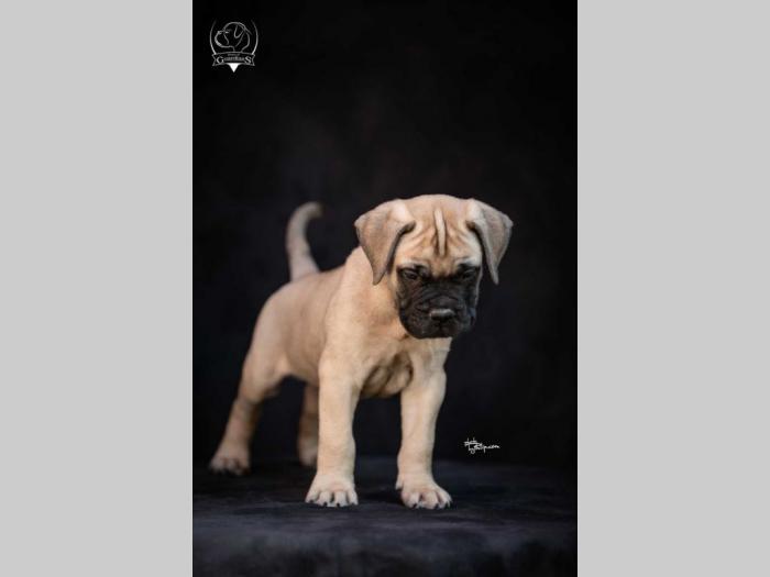 odgajivačnica bullmastiff a home of guardians  besplatni mali oglasi