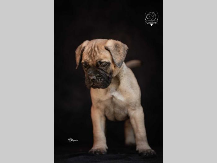 odgajivačnica bullmastiff a home of guardians  besplatni mali oglasi