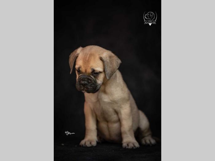 odgajivačnica bullmastiff a home of guardians  besplatni mali oglasi