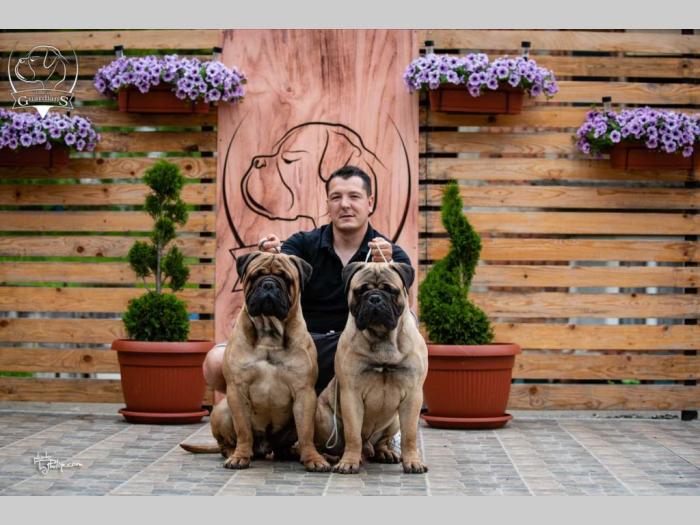 odgajivačnica bullmastiff a home of guardians  besplatni mali oglasi