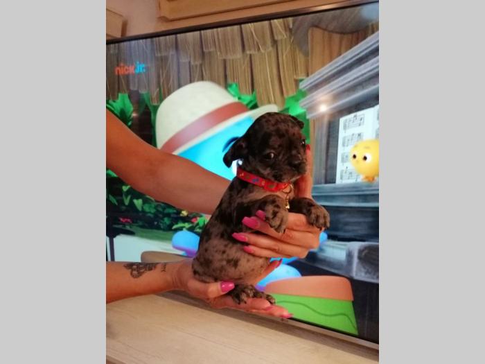 francuski buldog besplatni mali oglasi