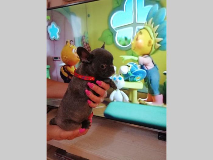 francuski buldog besplatni mali oglasi