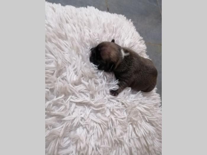 francuski buldog besplatni mali oglasi