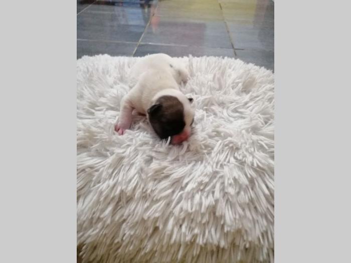 francuski buldog besplatni mali oglasi