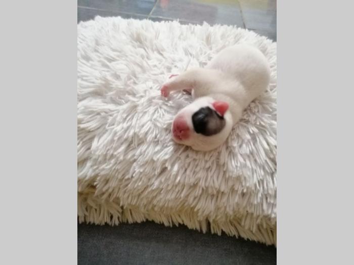 francuski buldog besplatni mali oglasi