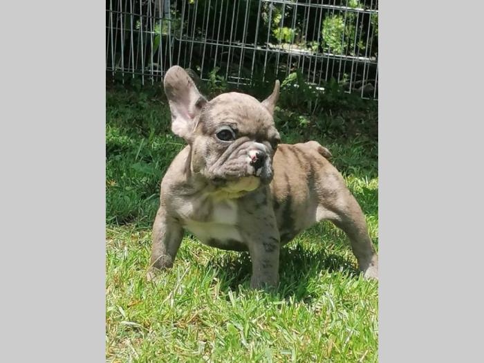 francuski buldog štenci besplatni mali oglasi