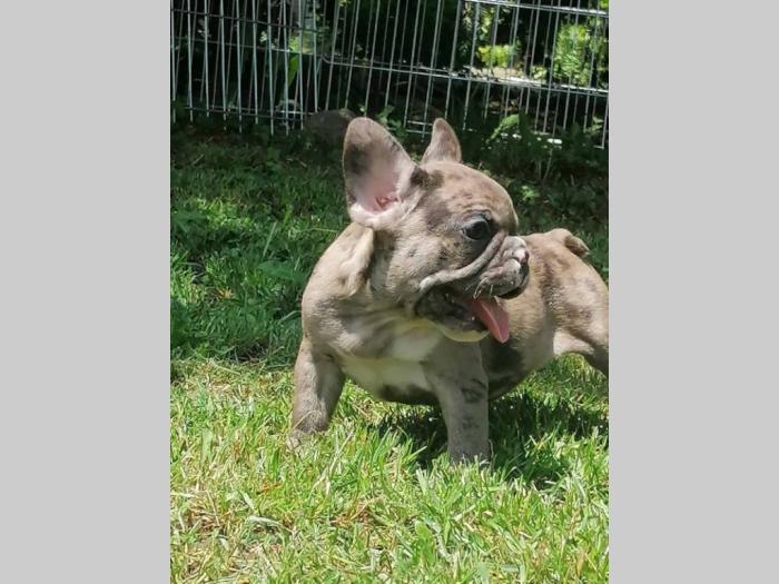 francuski buldog štenci besplatni mali oglasi