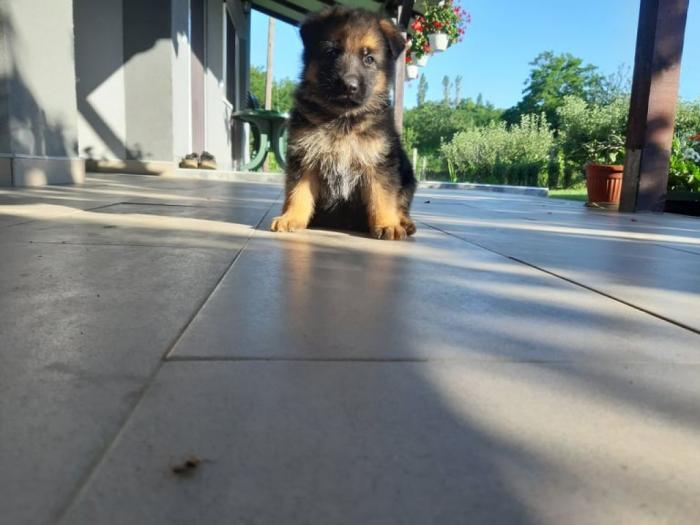 nemački ovčar štenci besplatni mali oglasi