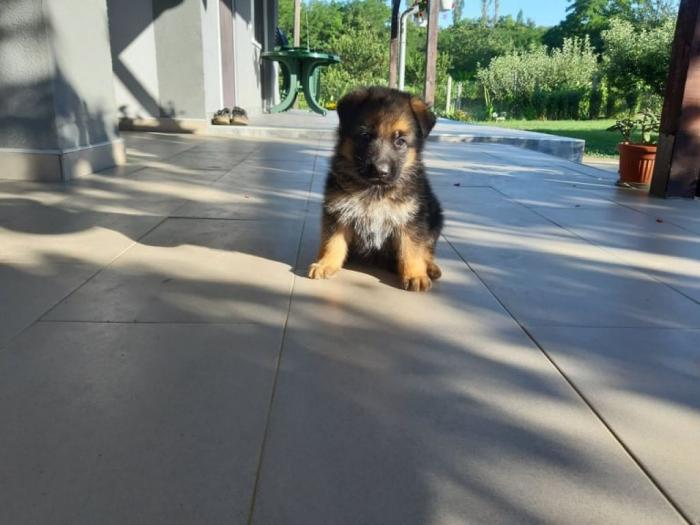 nemački ovčar štenci besplatni mali oglasi