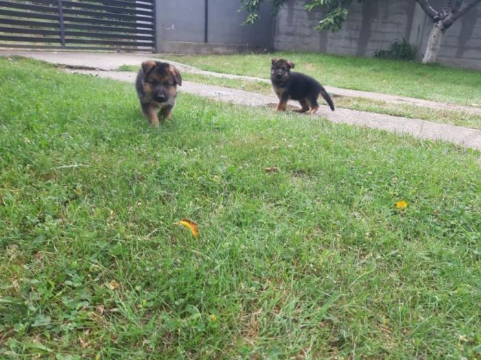 nemački ovčar štenci besplatni mali oglasi