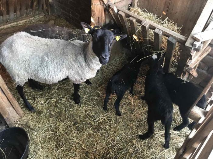 romanovske ovce umatičene na prodaju besplatni mali oglasi