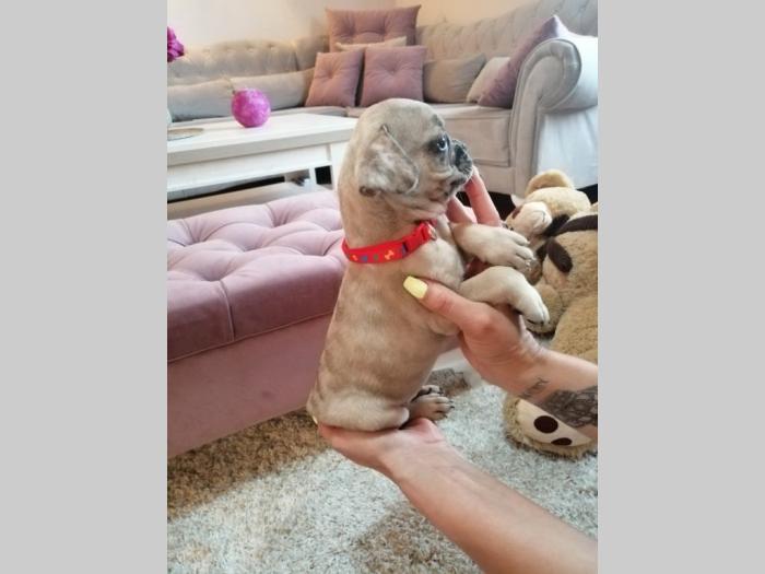 francuski buldog štenci egzotične boje besplatni mali oglasi