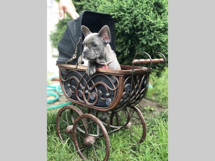 francuski buldog, plavo blue ženkica besplatni mali oglasi