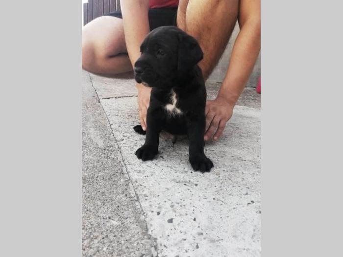 cane corso štenci besplatni mali oglasi
