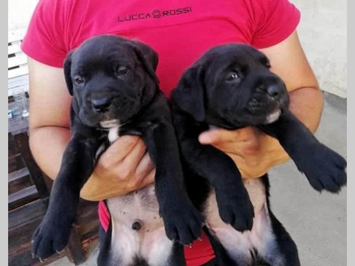 cane corso štenci besplatni mali oglasi