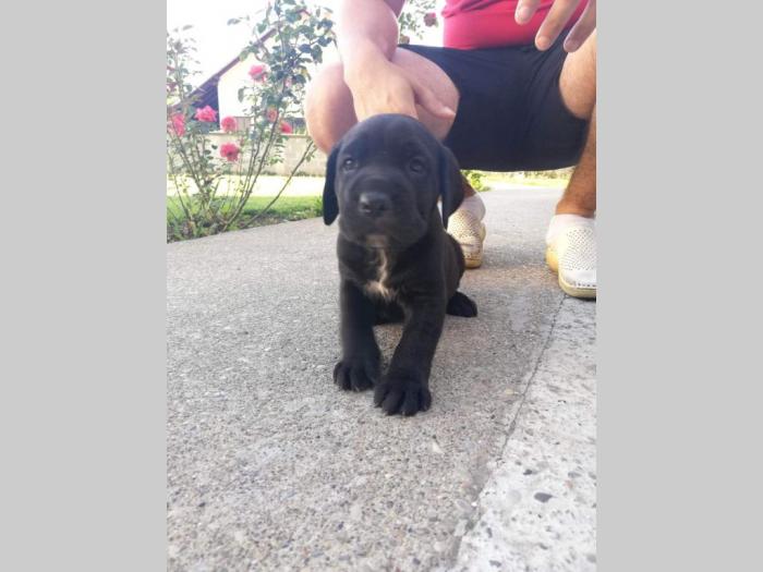cane corso štenci besplatni mali oglasi