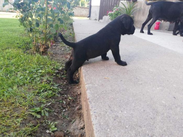 cane corso štenci besplatni mali oglasi