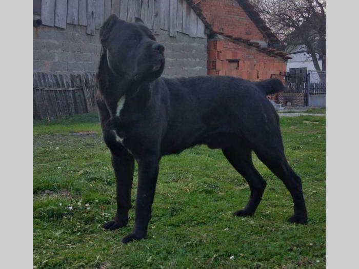 cane corso štenci besplatni mali oglasi